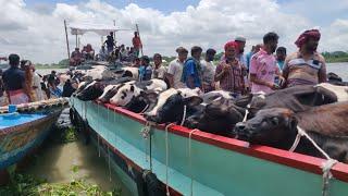 Big Cow Unloading from Boat | Part 10 | Hozrotpur | Hamba Unloading 2023 @HambaWorld2.0