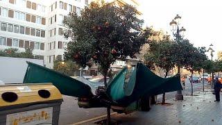 Valencia Oranges Harvest Machine - Shake it like it's HOT! Weird Machines