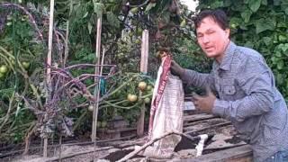 Best Way to Enrich Your Garden Soil to Grow Bigger and Better Vegetables