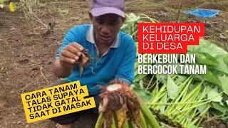 Menghilangkan rasa gatal talas saat di masak