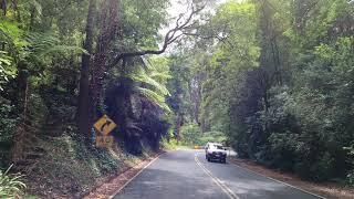 Dandenong Ranges Victoria drive through - 4K