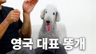 영상 내내 공만 찾음 | 견종백과 베들링턴테리어편