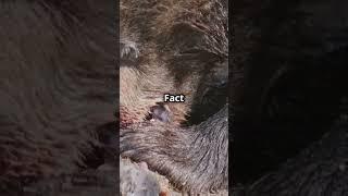 Hilarious Facts About Grumpy Bears You should know #animalcuriosities #animalcomedy #amusinganimals