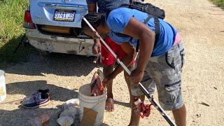 River fishing in Jamaica| Tilapia catch