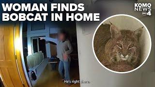 Woman finds bobcat hiding behind TV in her home