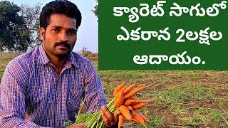 Carrot Cultivation || Carrot Farming guide || Indarapu Srinivasa Rao