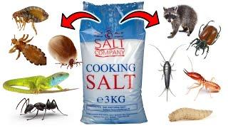 How To Get Rid of PESTS With SALT - Ants, Fleas, Lice, Ticks, Lizards, Maggots, Termites, Raccoons..