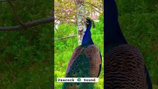 Peacock sound | Mor ki Awaaz#birds #peacocksound  #animals #shorts