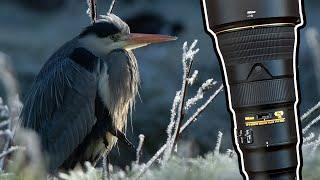 Wildlife Photography - Heron in Frost - 500mm PF & D850