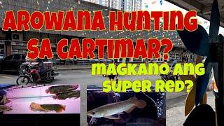 Latest price ng arowana sa Cartimar | Super red arowana hunting