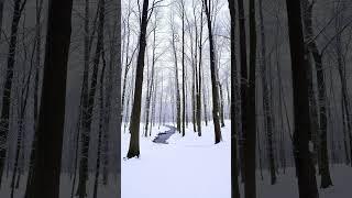Which enchanted forest would be your ultimate escape? #shorts #trending #fyp #aesthetic #vibes