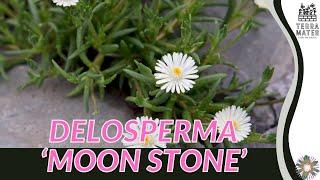 Delosperma Jewel of the Desert ‘Moon Stone’: Your Ultimate Guide to This Stunning Ice Plant!
