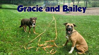 Aussie Mix Gracie and Pitbull-Akita Mix Bailey Overcome Fear and Fighting With Each Other!