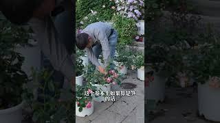 小苗养护之掐花苞，两个月生长记录【天狼说月季】