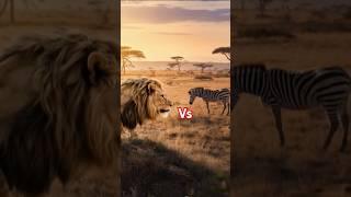 Lion Vs Zebra #animalshorts #lion #zebra