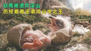 幼鹰被遗弃深山，历经磨难逆袭人生，结局超暖 From Abandoned Eaglet to Soaring Success: A Heartwarming Tale of Perseverance