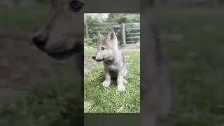 Wolf edit #wolf #edit #wolflover #shorts