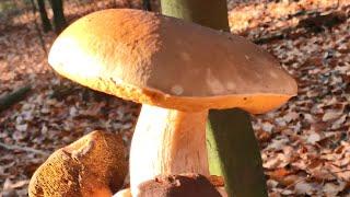 Mushrooms 2024 BOLETUS EDULIS!SHOCK !!!  LIKE AS GOLD IN THE FORESTS! MUSHROOMS PICKING