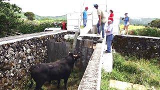 JAF Wild Bulls - Embarque Dos Touros (Curro Para Ilha Graciosa) - Açores