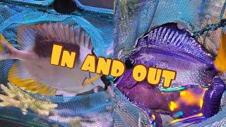 Dealing With Fish Aggression | Out With The Purple Tang | In With Foxface