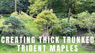 Creating Thick Trunks and Good Taper for Trident Maple Bonsai