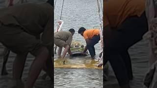 Ganesh Nimajjanam 2024 | Ganpati Nimajjanam in Shamirpet lake