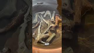 How Animal Horns Are Transformed into Gelatin
