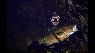 Spearfishing at night in Fosenstraumen