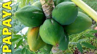 6 Tips How to Grow Papaya Perfectly in the Ground & Containers