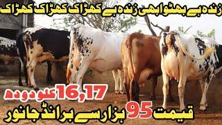 امانت عرف بھٹو سیالکوٹ 6 خوبصورت گائے 1 بچھڑا دستیاب 6 نومبر 2024 Farming and Business Ideas