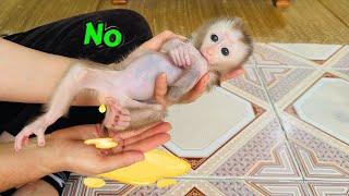 Baby monkey Tina suddenly peed on her mother's hand, so adorable