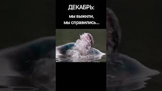 В конце года #рекомендации  #рек  #прикол #shorts #funny