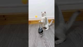 Beutiful cat funny video #cutedogdance #shorts