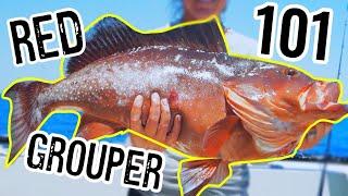 How To Catch Red Grouper 101 [Rigs, Baits, & More]