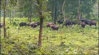 dooars Nature guide.video ta Jodi bhalo lagle like comment and share karen