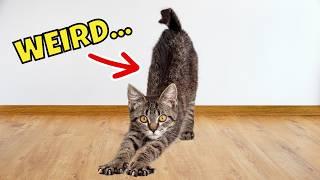 10 Weird Things Your Cat Does When They See You & Why