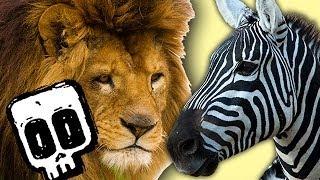 Lion vs Zebra | Deadliest Showdowns | BBC Earth