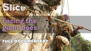 Facing the giant bees | SLICE I Full documentary