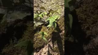 【野草】キヅタ木蔦？樹木についてる苔の上に　（20220509）千歳市千歳川