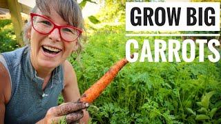 SECRETS to SUCCESS | Grow Big Carrots Everytime!