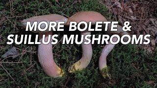 More Bolete And Suillus Mushrooms with Adam Haritan