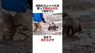 沼地から救出された1羽のワシ🪶　#動物 #animals #自然 #感動