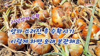 양파 이때 수확하고 오래 보관하기 위한 방법.Onion harvest timing and how to keep it for a long time.