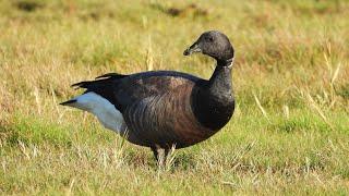 Vögel auf der Insel Amrum