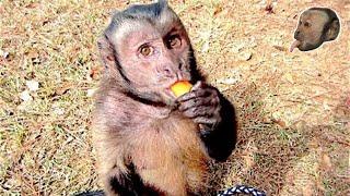 Monkey Mondays #5 with MonkeyBoo and Pete