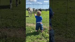 Here come the cows! Yay! #shorts #cow #farm #animals #friends