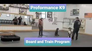 Board and Train Program at Proformance K9