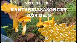 Kantarellsäsongen Del 8 (Chanterelleseason Part 8) Sweden Höga Kusten Ångermanland