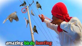 amazing birds hunting with slingshot!