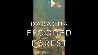 Daracua Flooded Forest, Wild Fish Friday